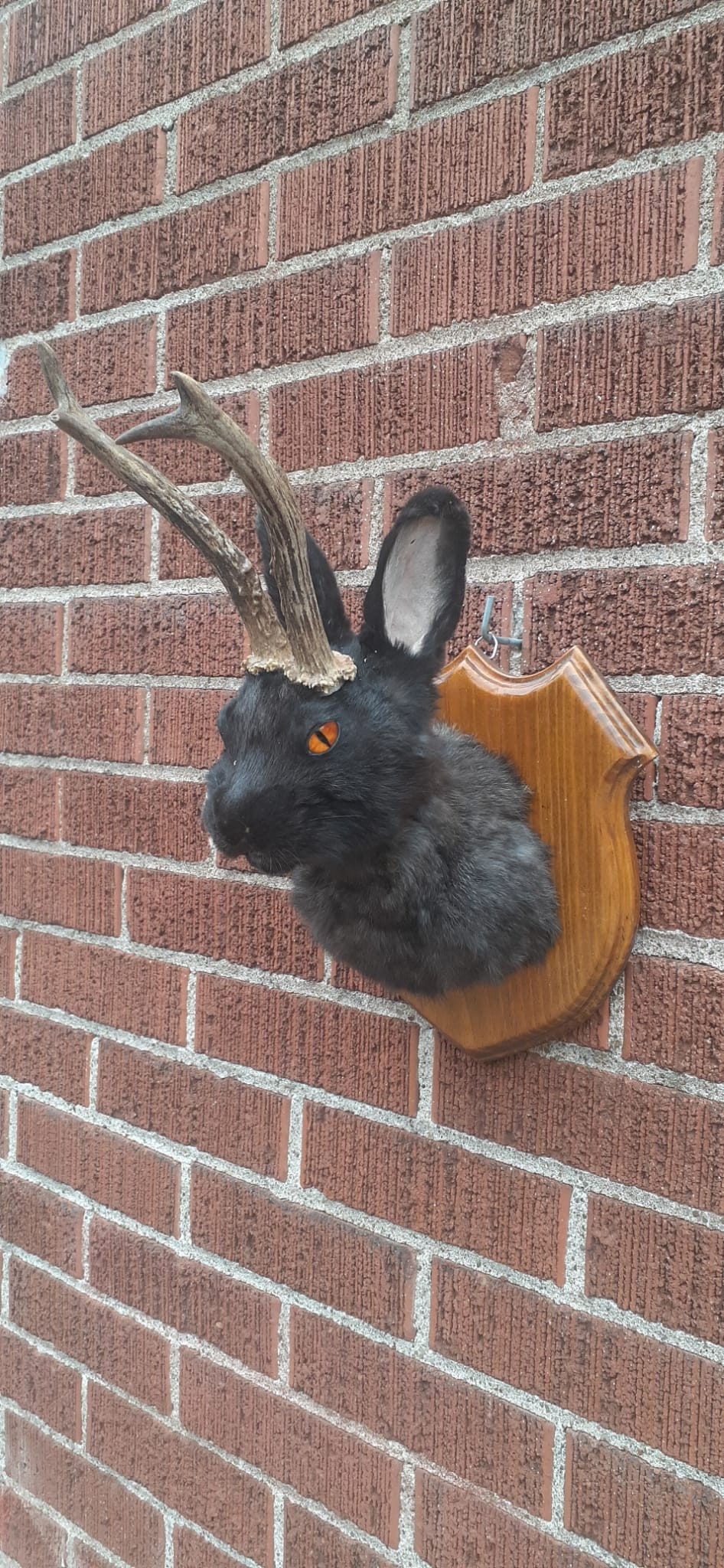 Mountable Rabbit Black Jackalope Taxidermy With Fire Demon Orange Color, Bunny Shoulder ...