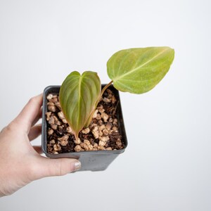 Philodendron Splendid // Starter Plant // Grower's Choice image 1