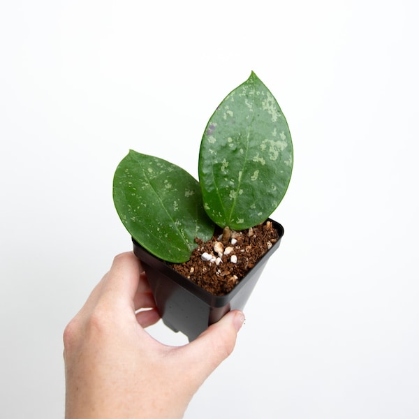 Hoya parasitica "Splash" // Starter Plant // Grower's Choice