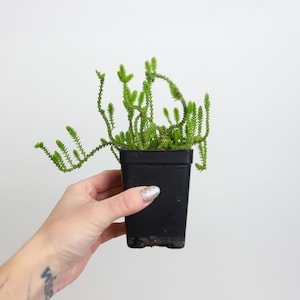 Crassula muscosa Watch Chain Succulent Starter Plant // Growers Choice image 1