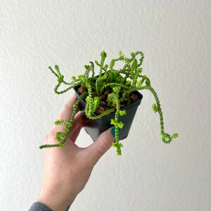 Crassula muscosa Watch Chain Succulent Starter Plant // Growers Choice image 4