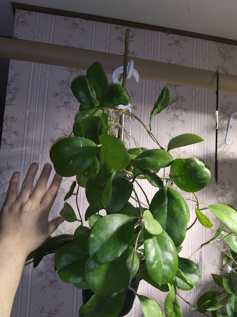 Rare Hoya Viola Etsy