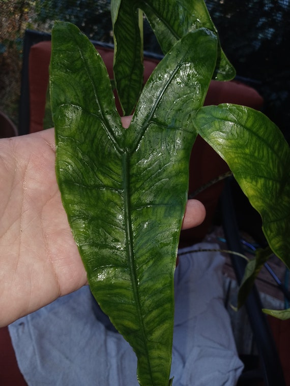 Alocasia Zebrina Reticulata Etsy