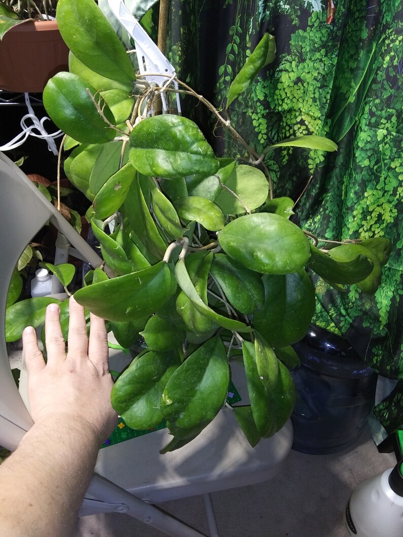 Rare Hoya Viola Etsy