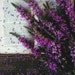 Shayley Volk