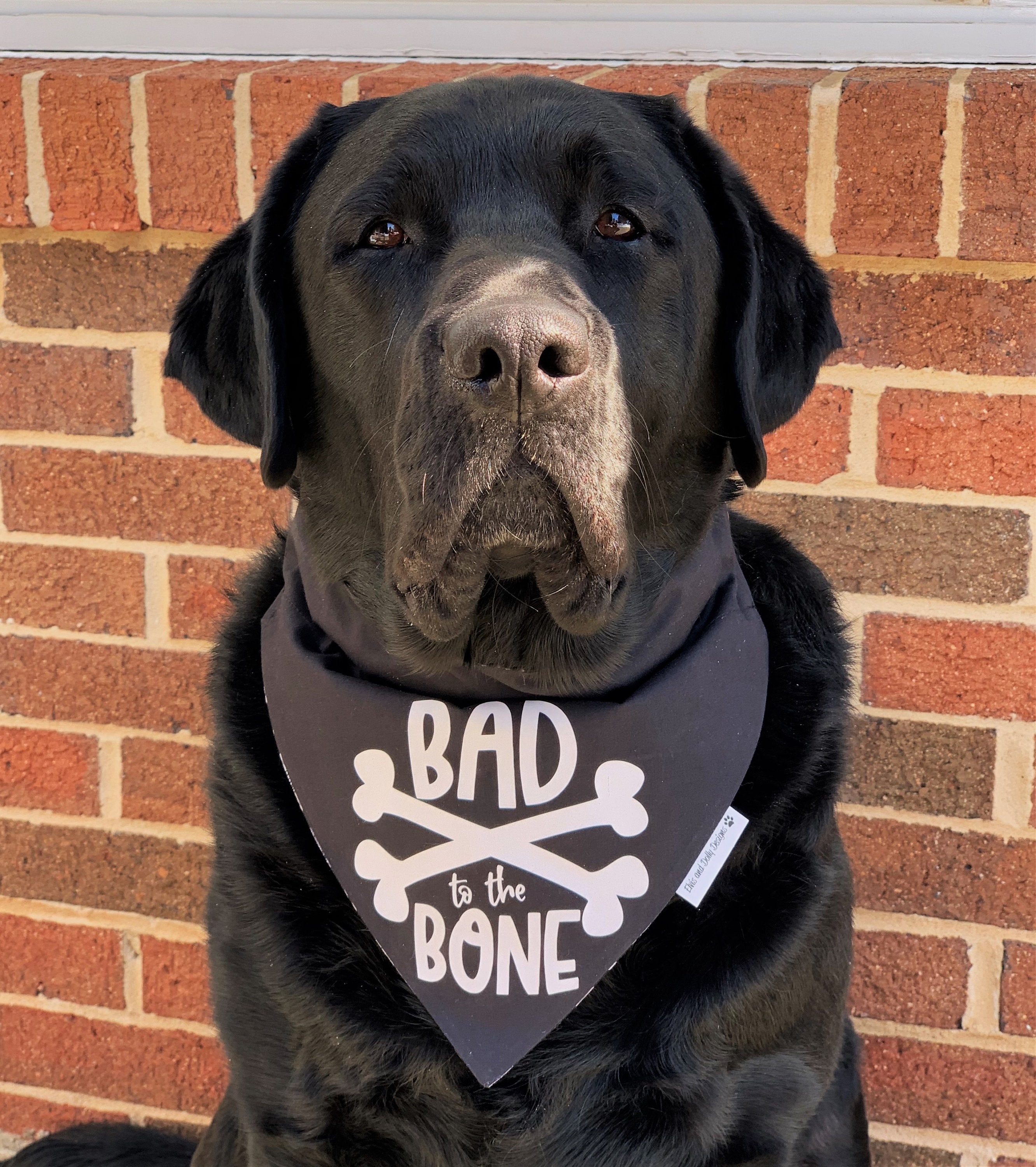 Bad to the Bone Reversible Dog Bandana Funny Dog Bandana Dog Etsy