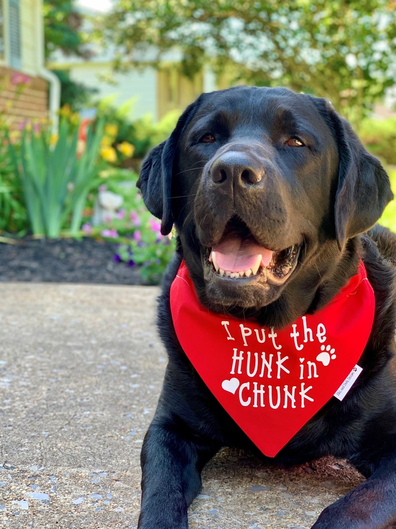 I Put the Hunk in Chunk Dog Bandana Funny Dog Bandana Boy Etsy Canada