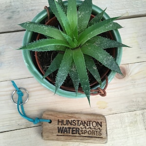 Pu&ograve; includere: Una pianta succulenta verde in un vaso di ceramica verde abbinato con un gancio in pelle marrone, accompagnata da un portachiavi rettangolare in legno con il testo inciso HUNSTANTON WATER SPORTS e un cordino blu brillante con anello in metallo.
