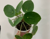 4 quot 6 quot Pilea Peperomioides Chinese Money Plant