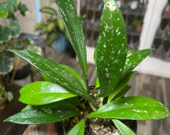 4" Hoya Pubicalyx Royal Hawaiian Purple