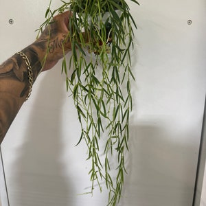 Hoya Linearis 3-rooted strands