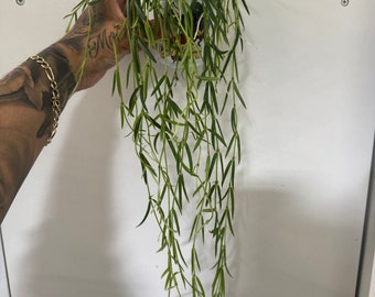 Hoya Linearis 3-rooted strands