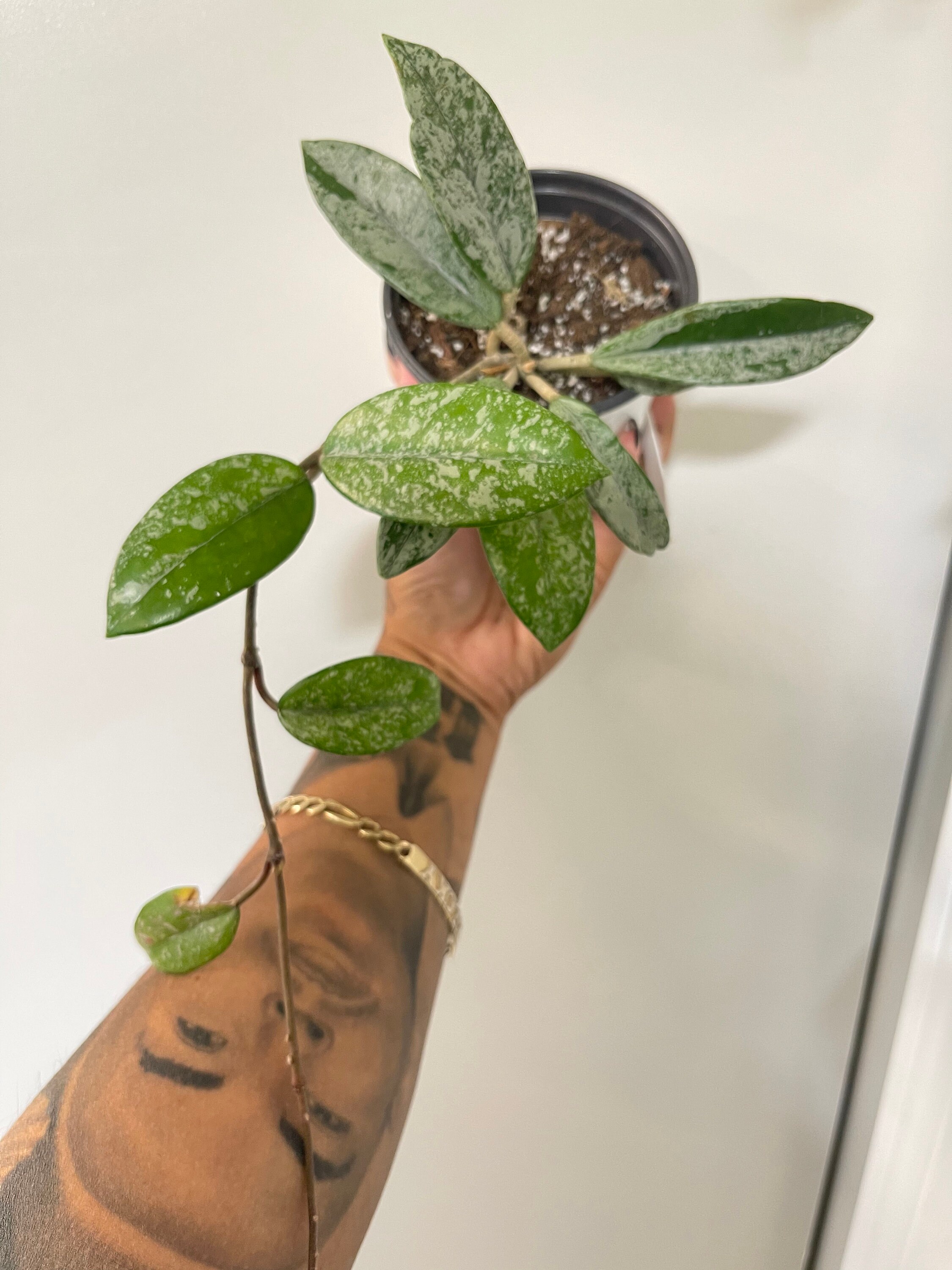 Rare Hoya Wilbur Tombes Chine Fleur Blanche Etsy France