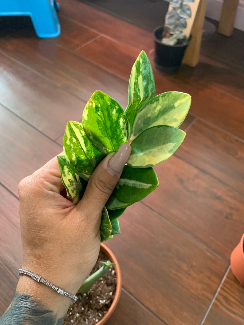 Variegated ZZ Plant rare Etsy