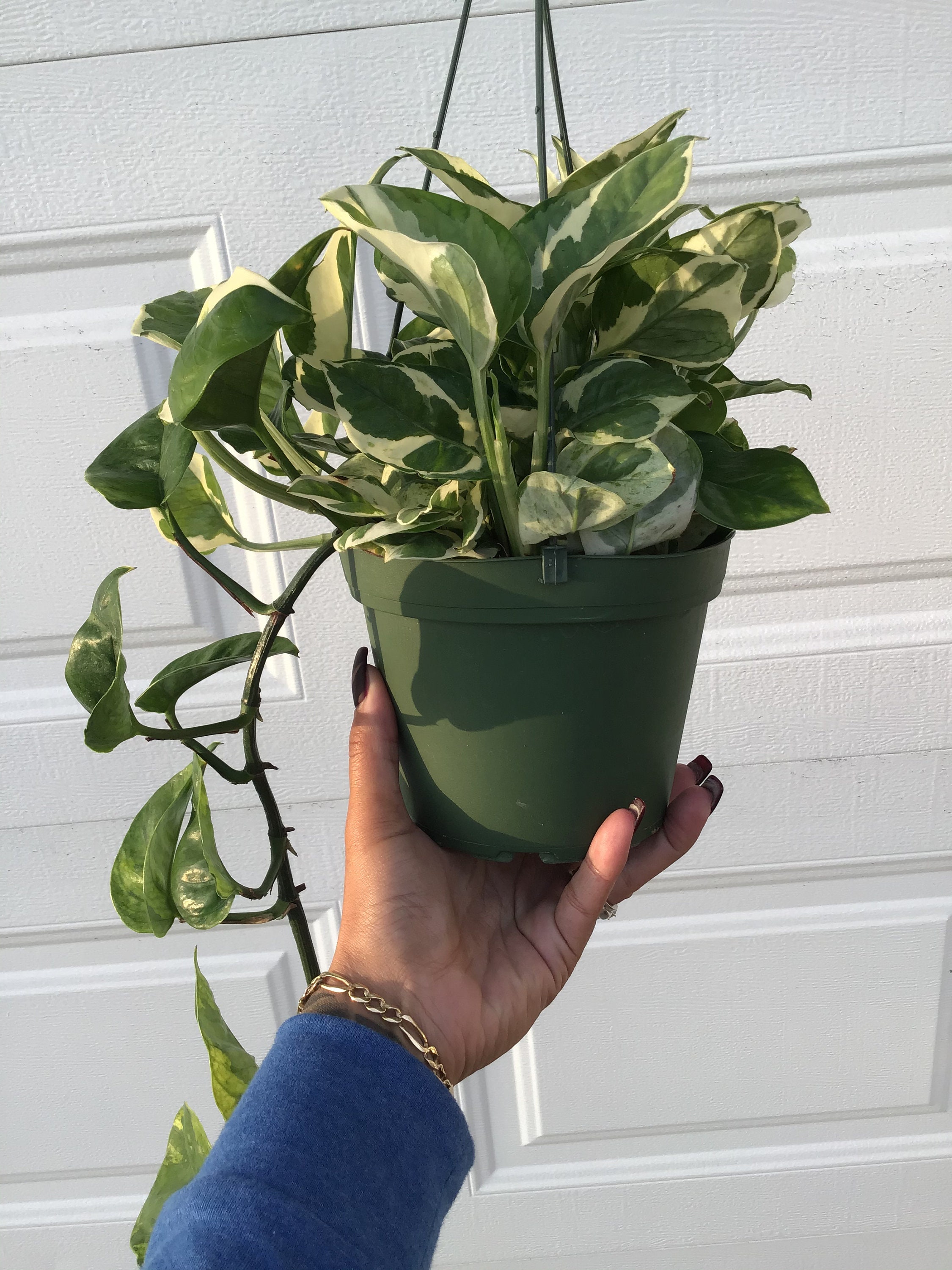 7. Add Color And Joy: Potted Flowers On Offer