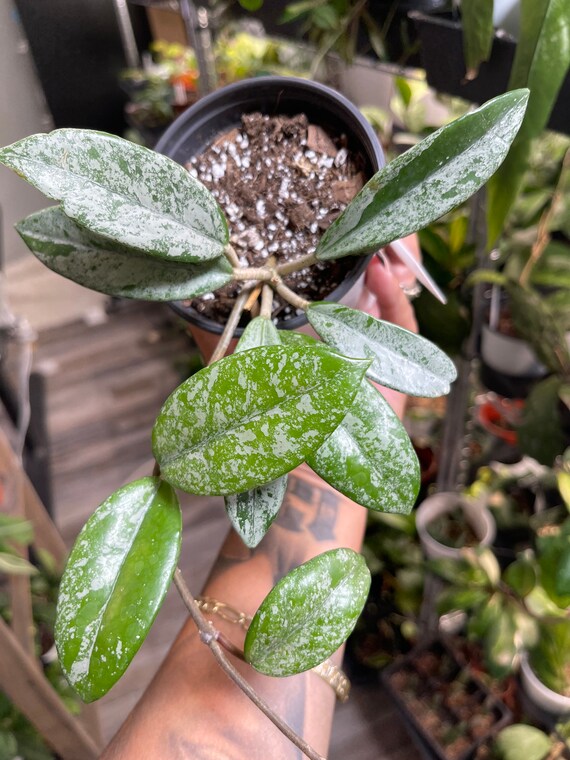 Rare Hoya Wilbur Tombes Chine Fleur Blanche Etsy France