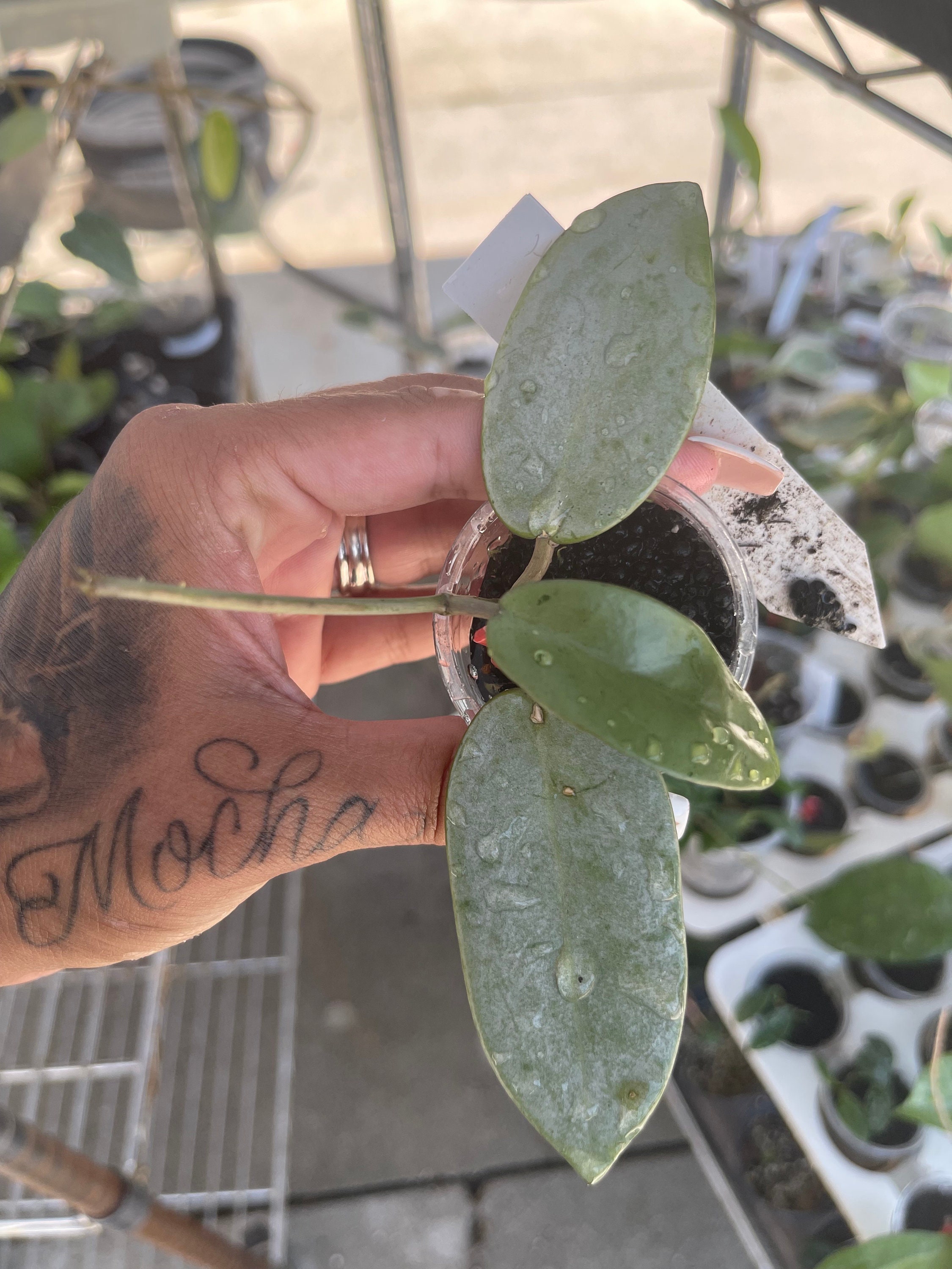 Hoya Silver Dollar - Etsy