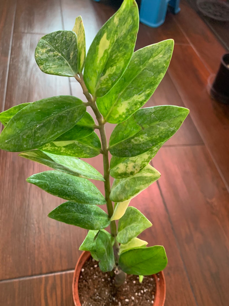 Variegated ZZ Plant rare Etsy