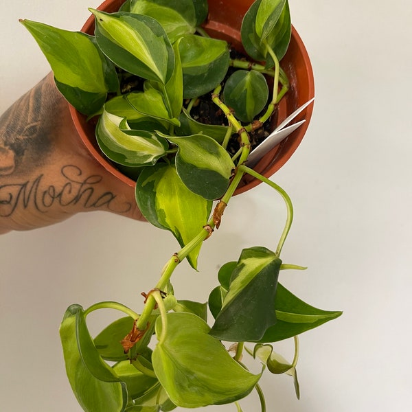 Philodendron Cream Splash