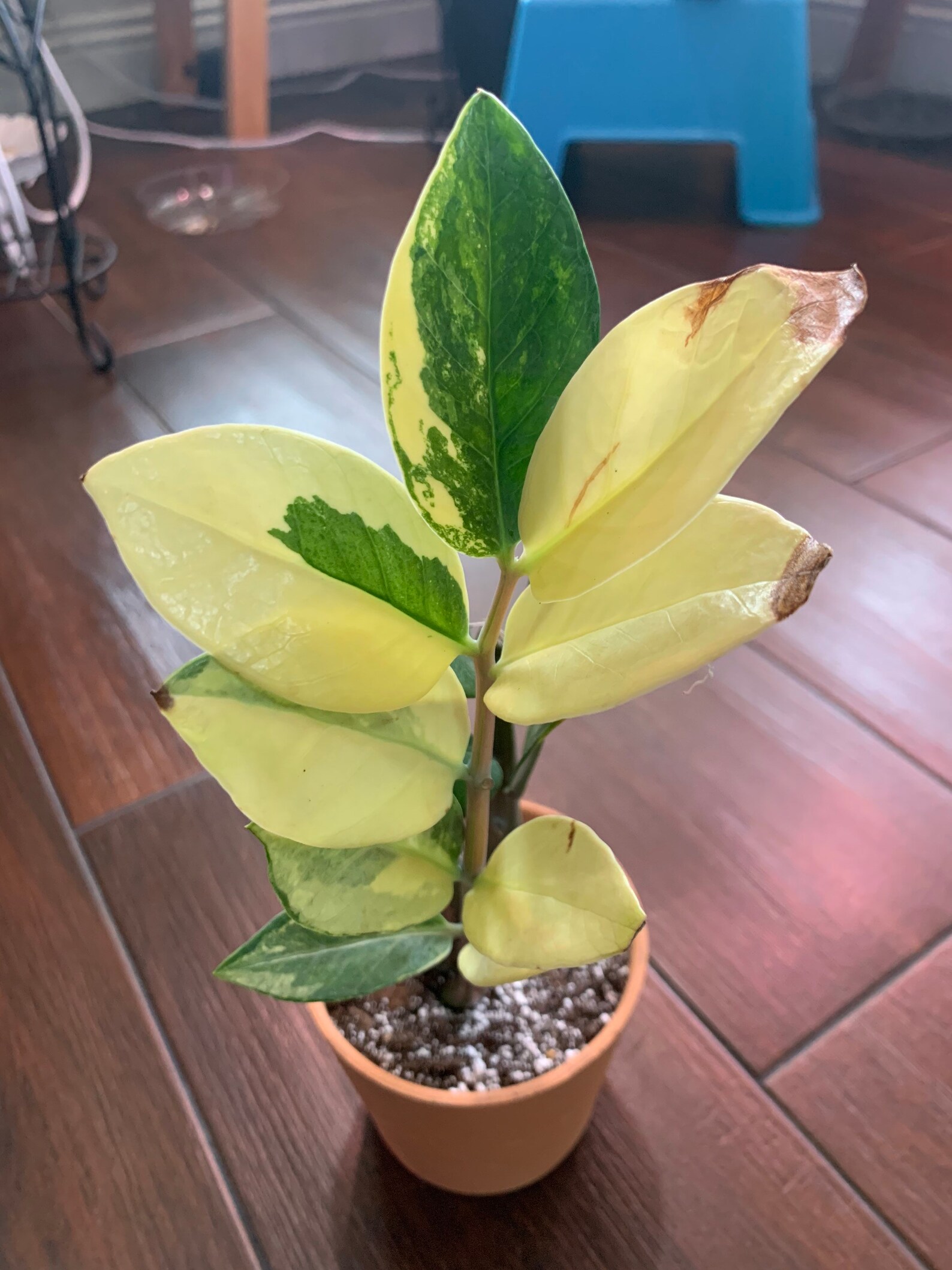 Variegated ZZ Plant rare Etsy