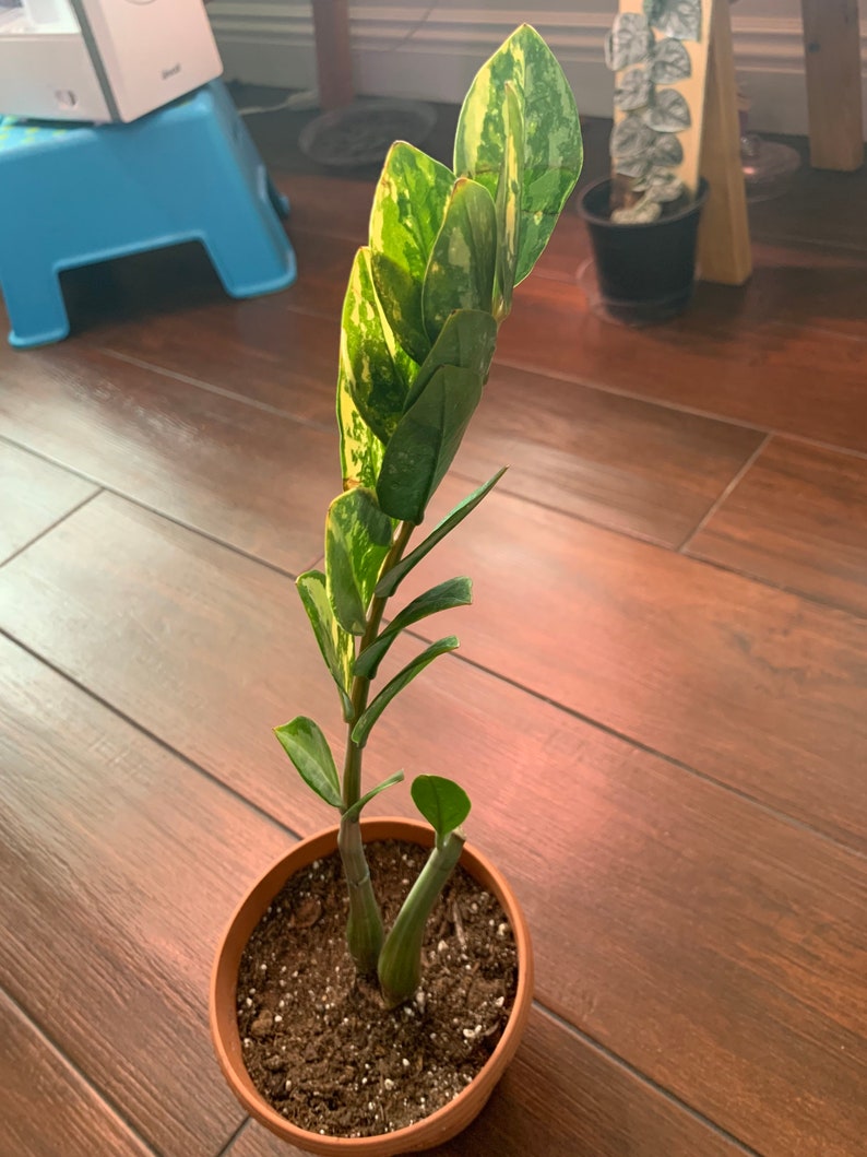 Variegated ZZ Plant rare Etsy