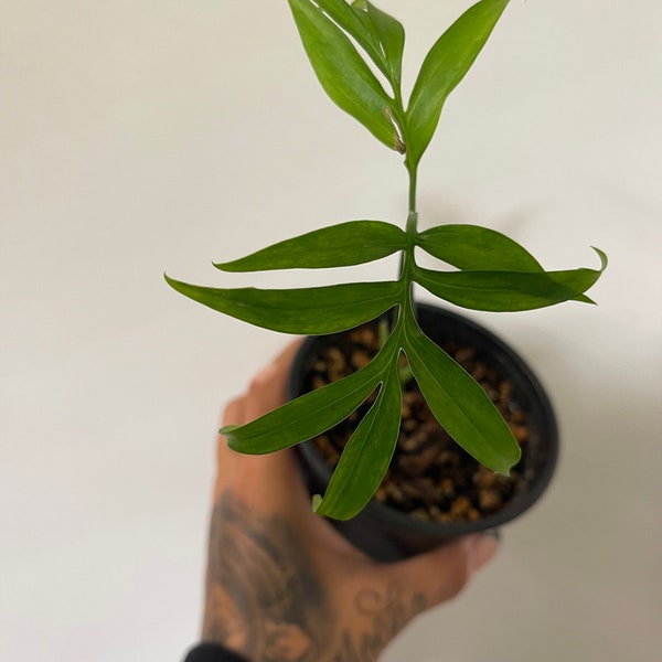 Monstera Subpinnata