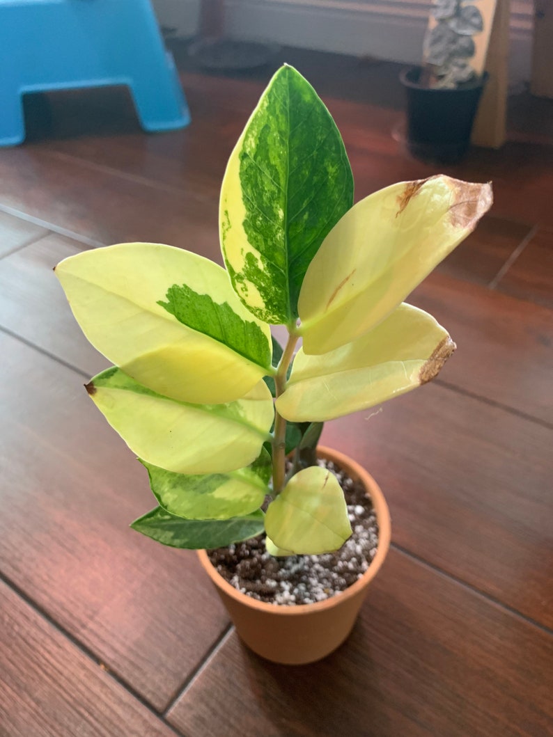 Variegated ZZ Plant rare Etsy