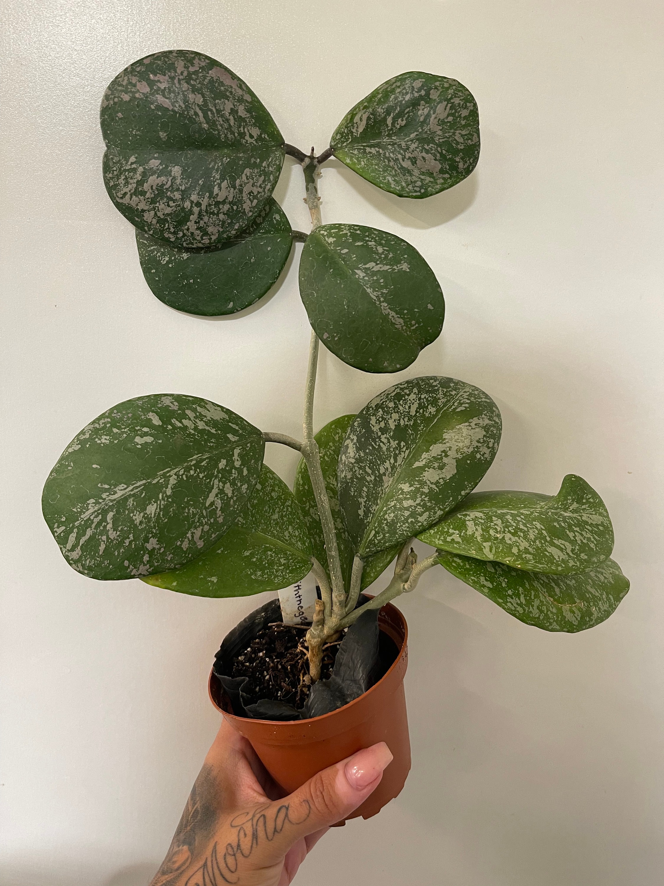 ficus radicans variegata Ficus PUMILA VARIEGATA main image 0