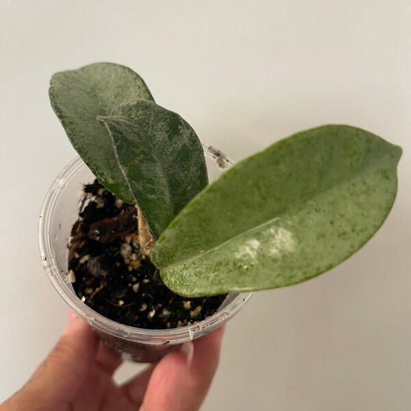 Grey Ghost Hoya - Etsy