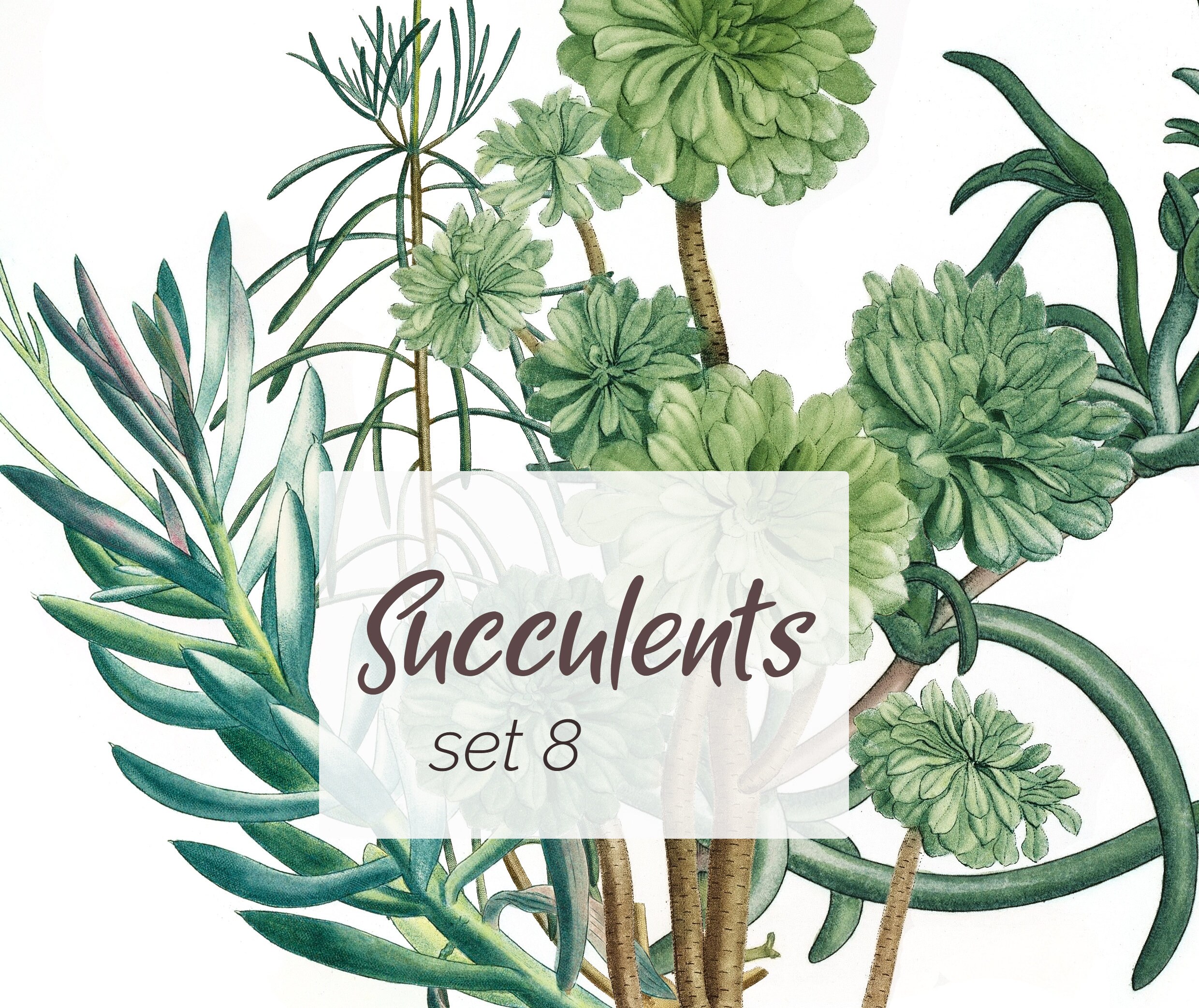 Succulents Printable Clipart Set Digital Download Images 300 Dpi Aloe succulents-printable-clipart-set-digital-download-images-300-dpi-aloe