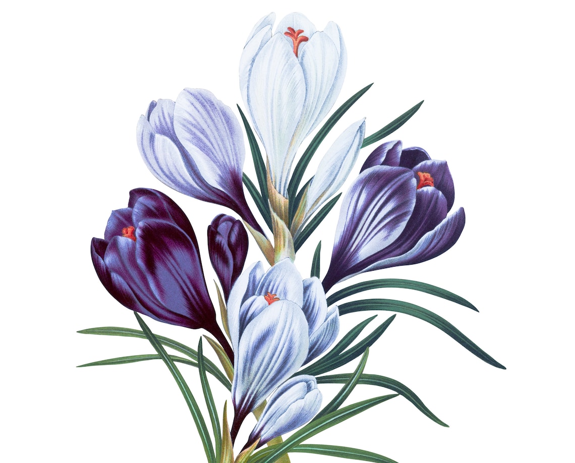 Saffron Illustration Crocus Vernus Vintage botanical Etsy