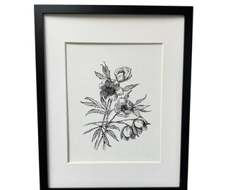 Original Pen and Ink Drawing 8 x 10 Wall Art Botanical Flowers Original Drawing Roses French Country Art Includes 11 x 14 Mat for 8 x 10