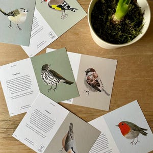 Juego de tarjetas para amantes de los pájaros: tarjetas de arte, tarjetas en blanco, tarjetas de pájaros, tarjetas de naturaleza, tarjetas caseras, amantes de los pájaros, tarjetas de notas, tarjetas de cumpleaños.