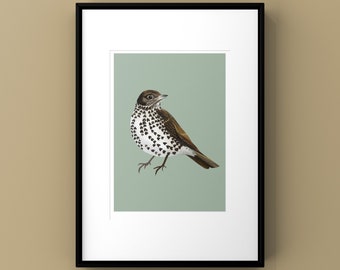 Song Thrush Print & Cards - Bird prints, artist prints, gifts for her, gifts for him, nature prints, artist cards, handmade cards, notecards