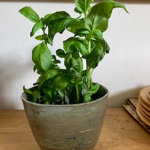May include: A ceramic pot with a textured, wave-like design, holding a vibrant basil plant. The basil has lush green leaves, with some showing minor imperfections. The pot is a muted grey-green colour, sitting on a wooden surface.