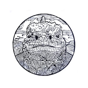 Marine Iguana