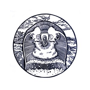 Galapagos Penguin