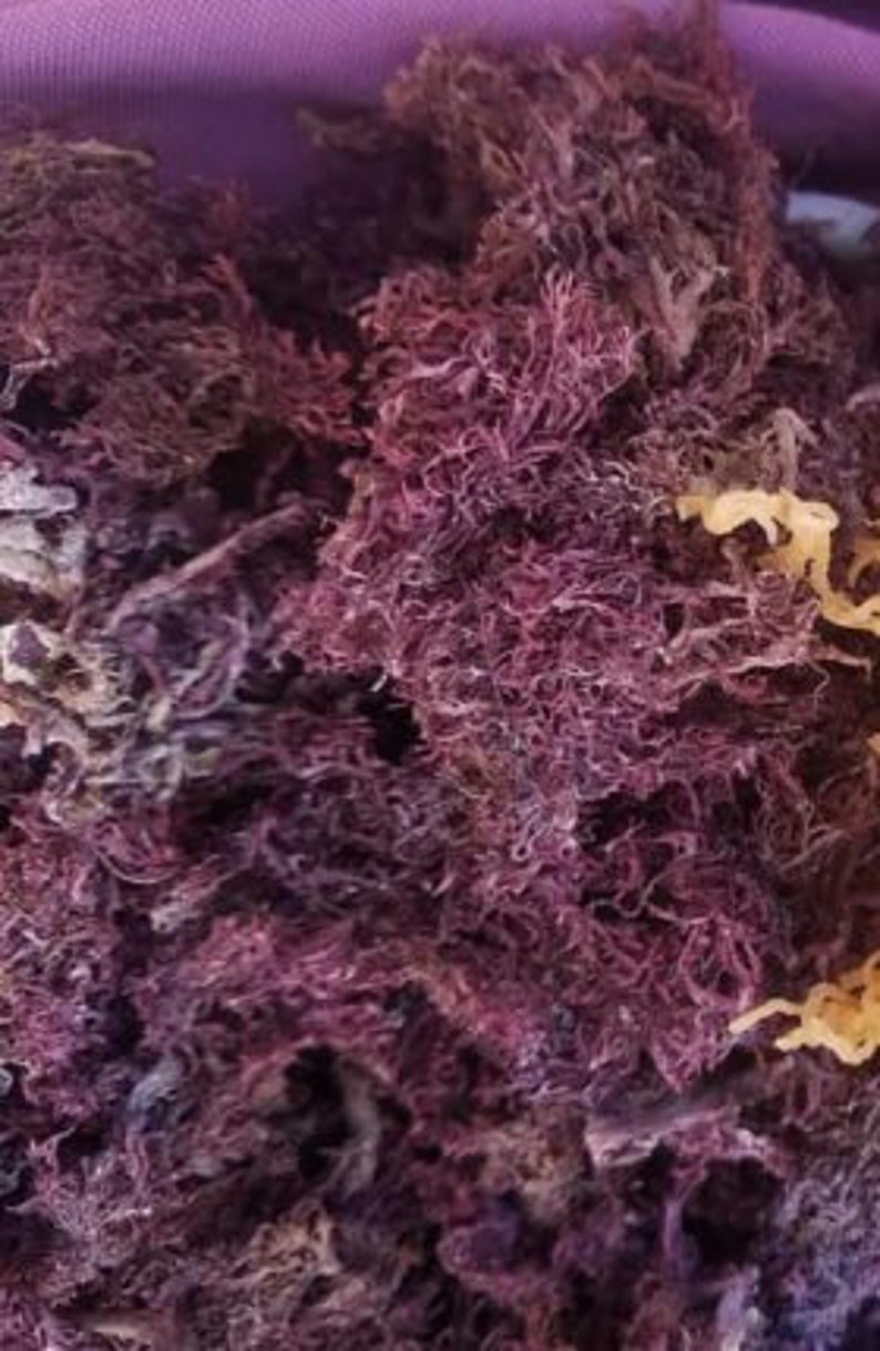 May include: A close-up of a pile of dried purple seaweed. The seaweed is a popular ingredient in Asian cuisine and is known for its health benefits.
