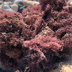 WHOLESALE (NO BOTTLES) Sea Moss Capsules | Irish Sea Moss Bladderwrack Burdock Root | Wildcrafted Seamoss Pills | Sea Moss Supplement | Veg image 3