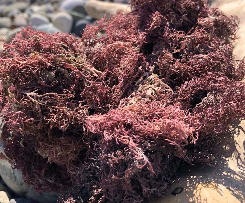 WHOLESALE (NO BOTTLES) Sea Moss Capsules | Irish Sea Moss Bladderwrack Burdock Root | Wildcrafted Seamoss Pills | Sea Moss Supplement | Veg image 3