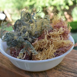 WHOLESALE (NO BOTTLES) Sea Moss Capsules | Irish Sea Moss Bladderwrack Burdock Root | Wildcrafted Seamoss Pills | Sea Moss Supplement | Veg image 5