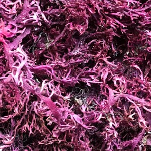 WHOLESALE (NO BOTTLES) Sea Moss Capsules | Irish Sea Moss Bladderwrack Burdock Root | Wildcrafted Seamoss Pills | Sea Moss Supplement | Veg image 2