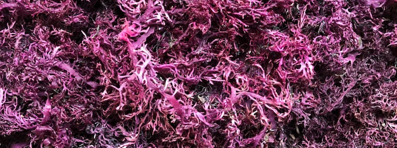 WHOLESALE (NO BOTTLES) Sea Moss Capsules | Irish Sea Moss Bladderwrack Burdock Root | Wildcrafted Seamoss Pills | Sea Moss Supplement | Veg image 2