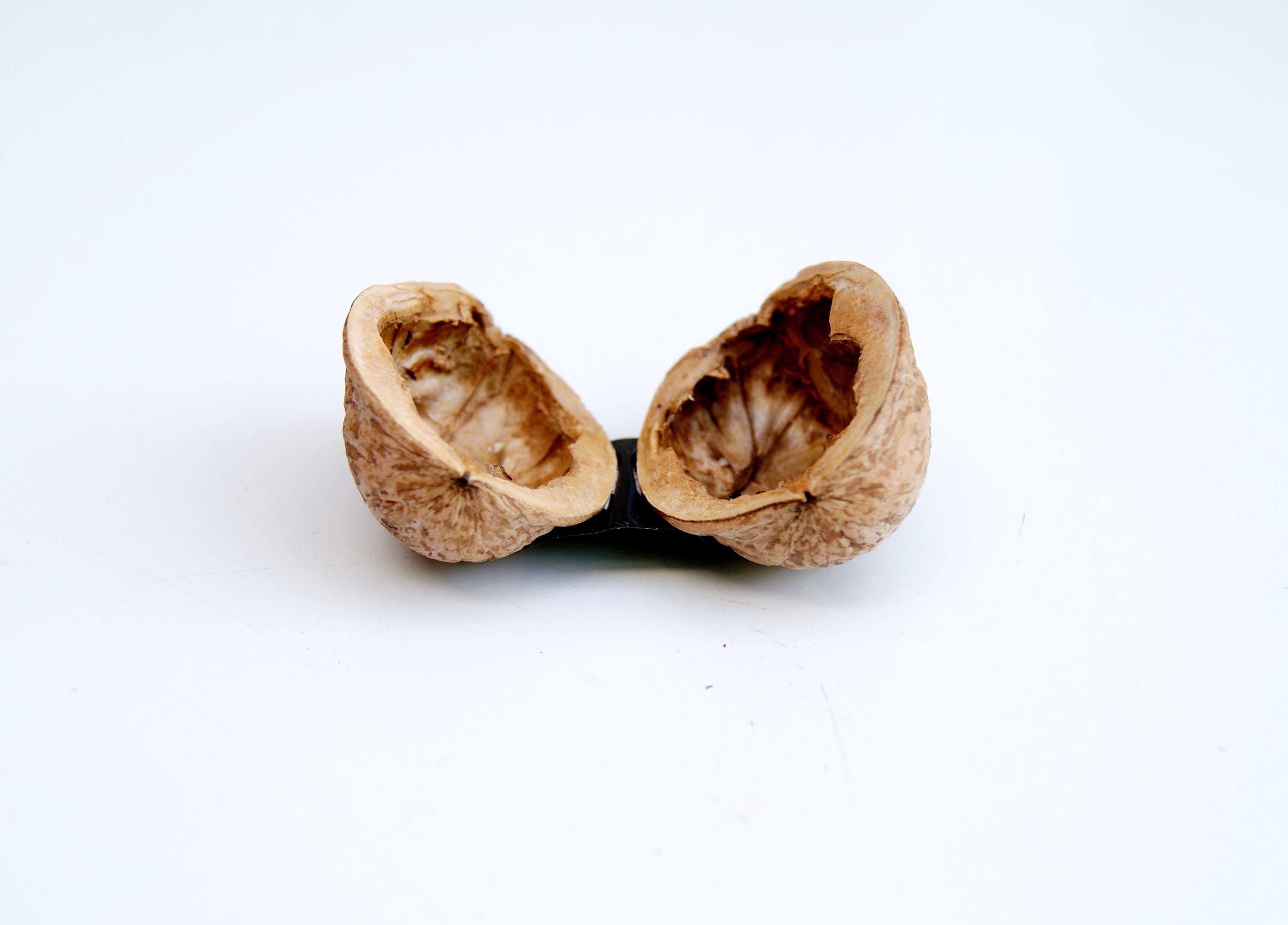Walnut Shell Halves Paired Walnut Shell Box Natural Walnut - Etsy Canada