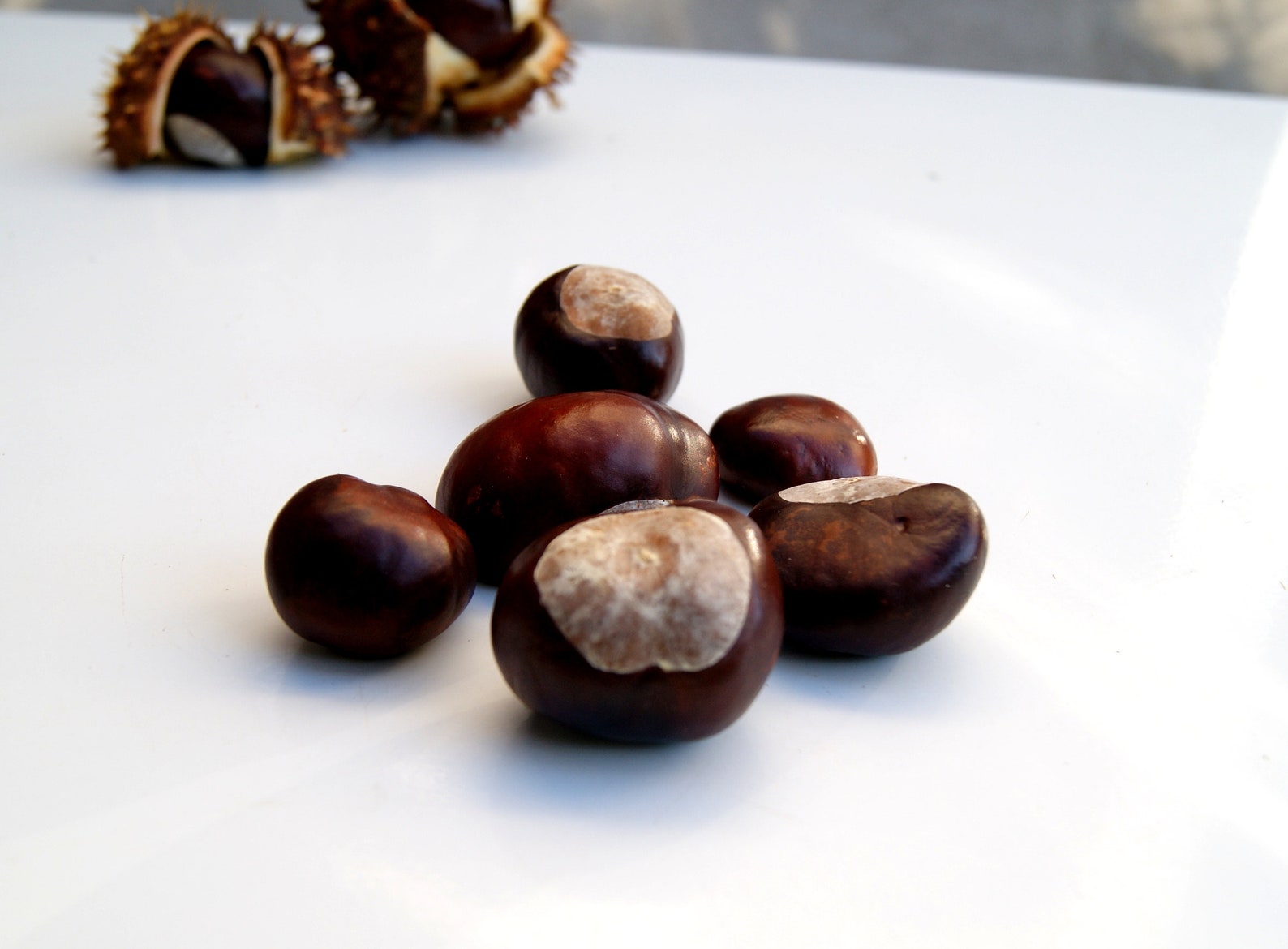Horse Chestnuts Horse Chestnuts Chestnuts Nuts Horse Etsy