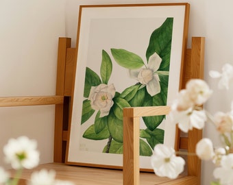 Impresión de ilustración botánica de magnolia blanca
