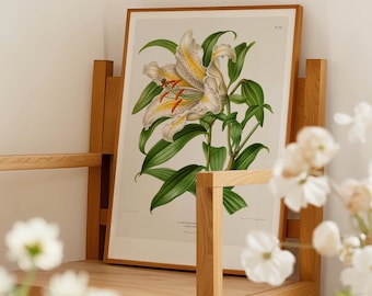 Vintage Lily Print, Botanical Wall Art, Cottagecore Decor (Digital Download)