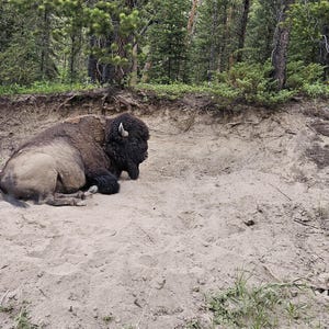 Reisroute voor één dag in Yellowstone vanaf de westelijke ingang | Gedetailleerde digitale reisgids (PDF)