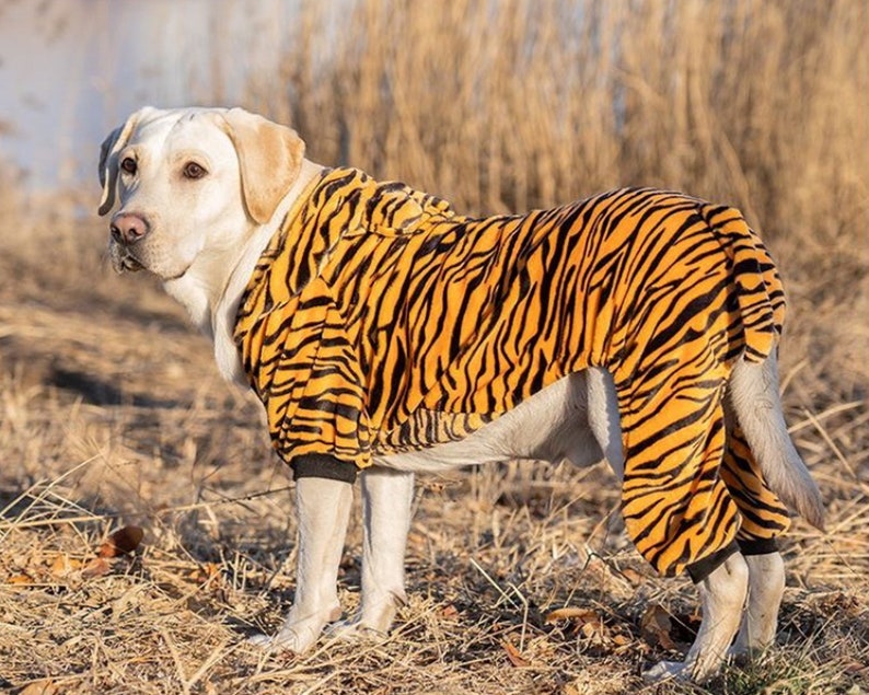 Dog In Tiger Costume
 Tiger Dog costumes for Halloween pet Halloween costume dog