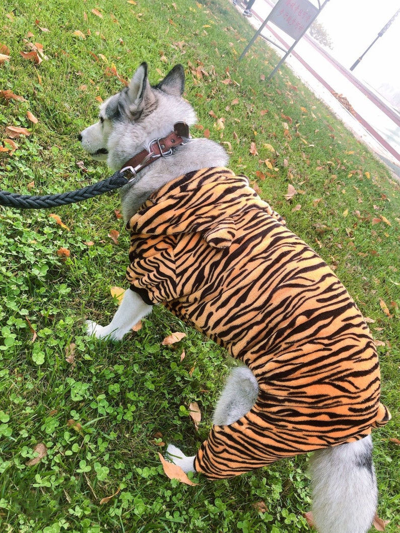 Dog In Tiger Costume
 Tiger Dog costumes for Halloween pet Halloween costume dog